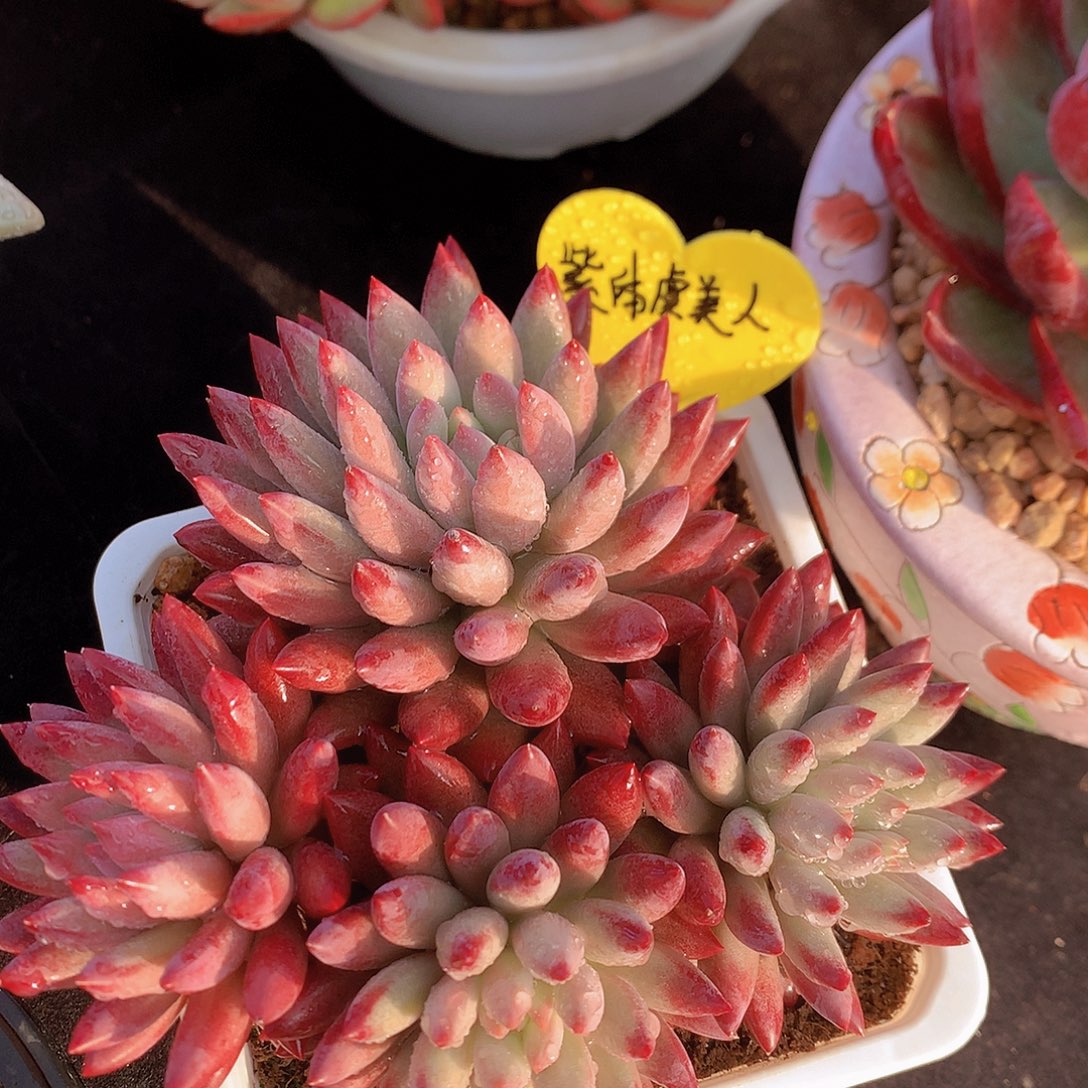 紫体虞美人多肉一物一拍