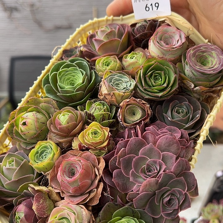 花篮多品种混 t619.     