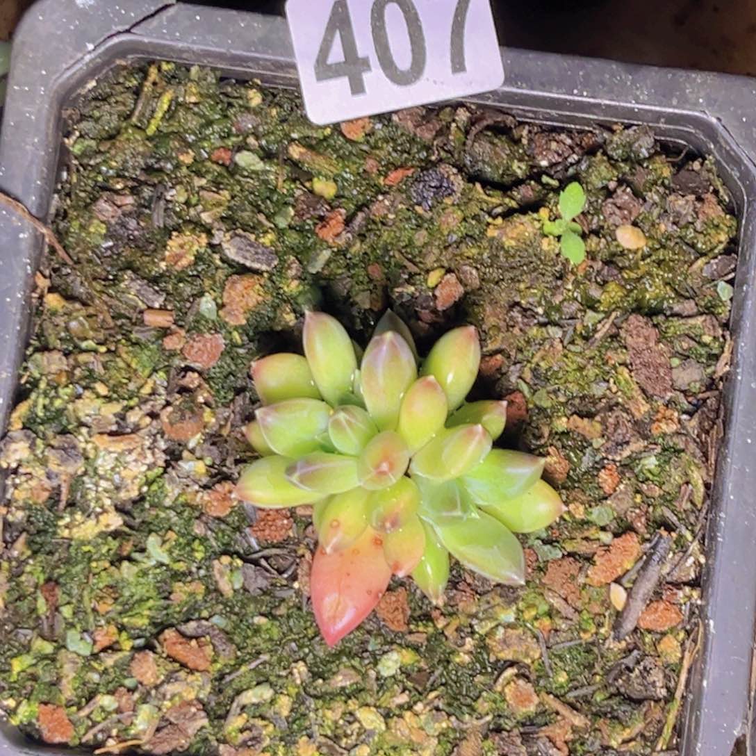 多肉植物幻影缀化307