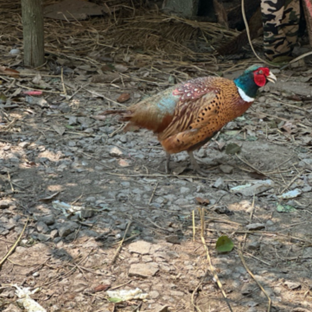 （小黑妹）一公两母生鲜七彩山鸡生鲜宠物鸡顺丰包邮