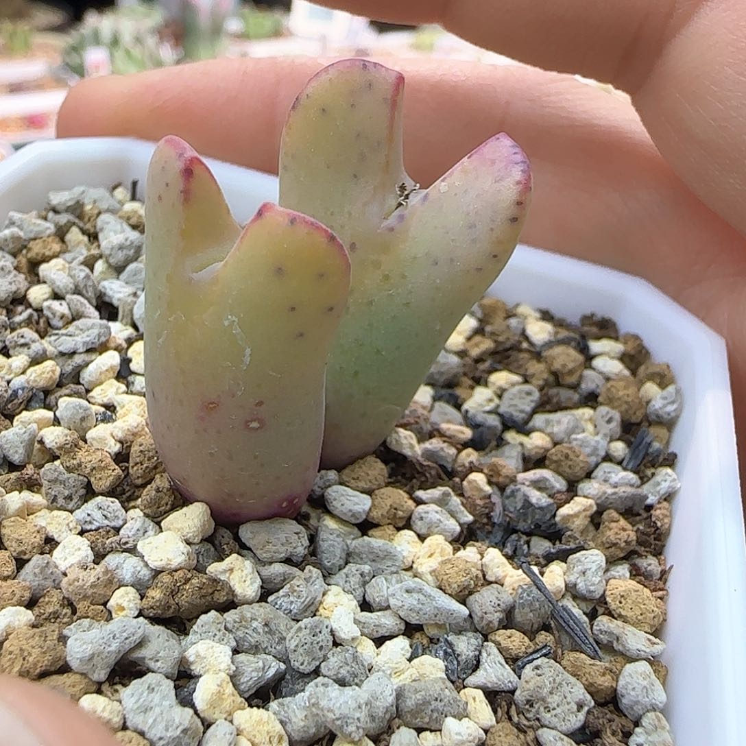 双头粉少将多肉植物一颗