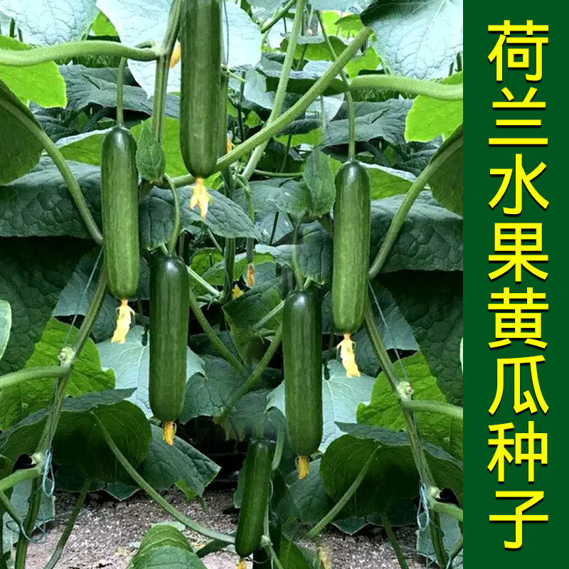 荷兰无刺水果黄瓜种子新品种四季阳台盆栽小青旱黄瓜种籽蔬菜种孑