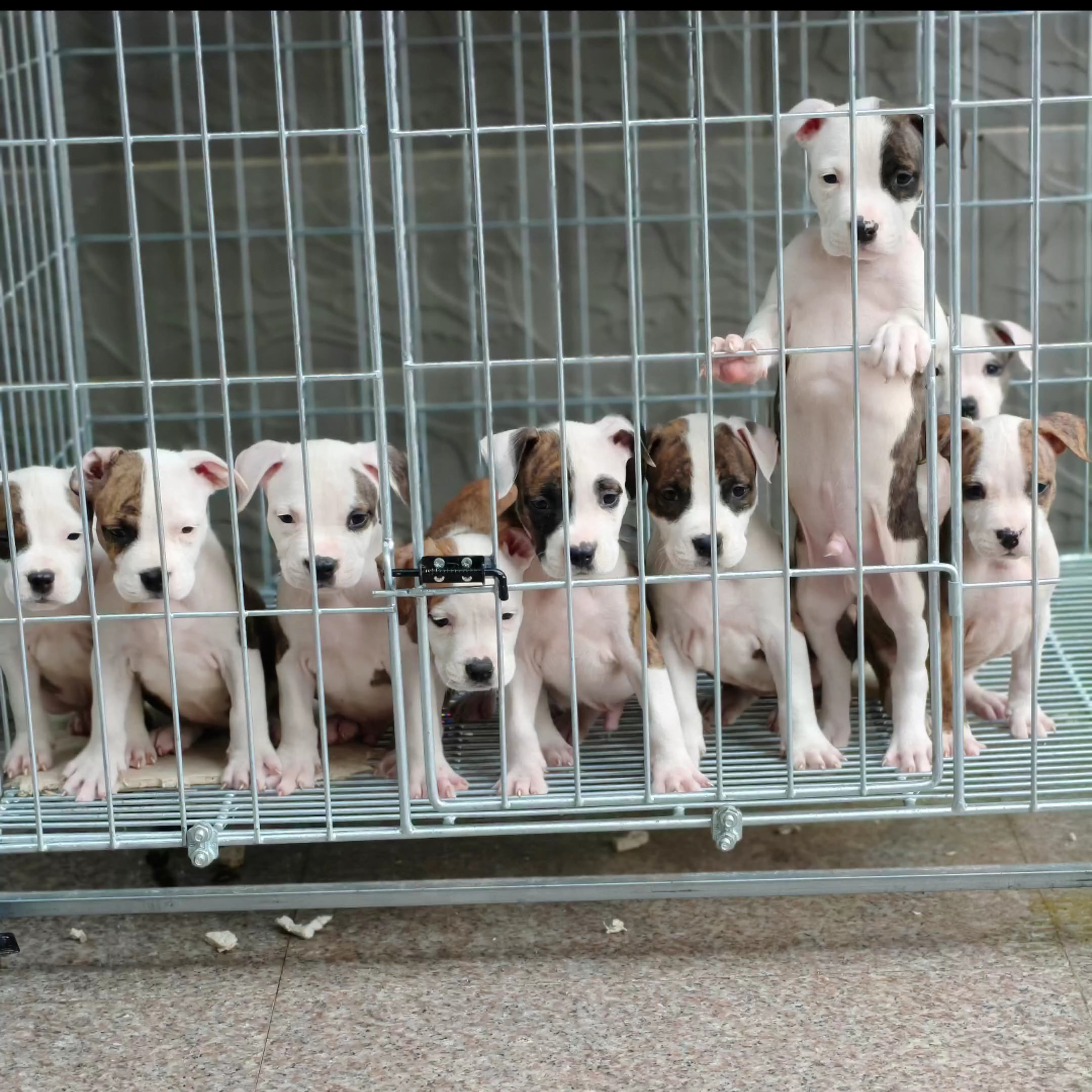 纯种双血统斯塔福狗狗幼犬下单链接