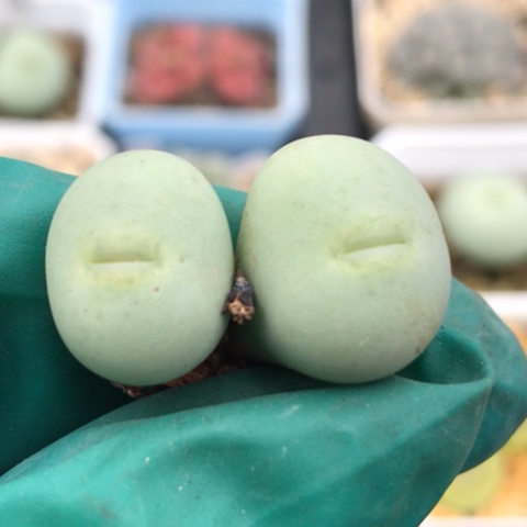 多肉肉锥 Pv1014嘟嘟嘴