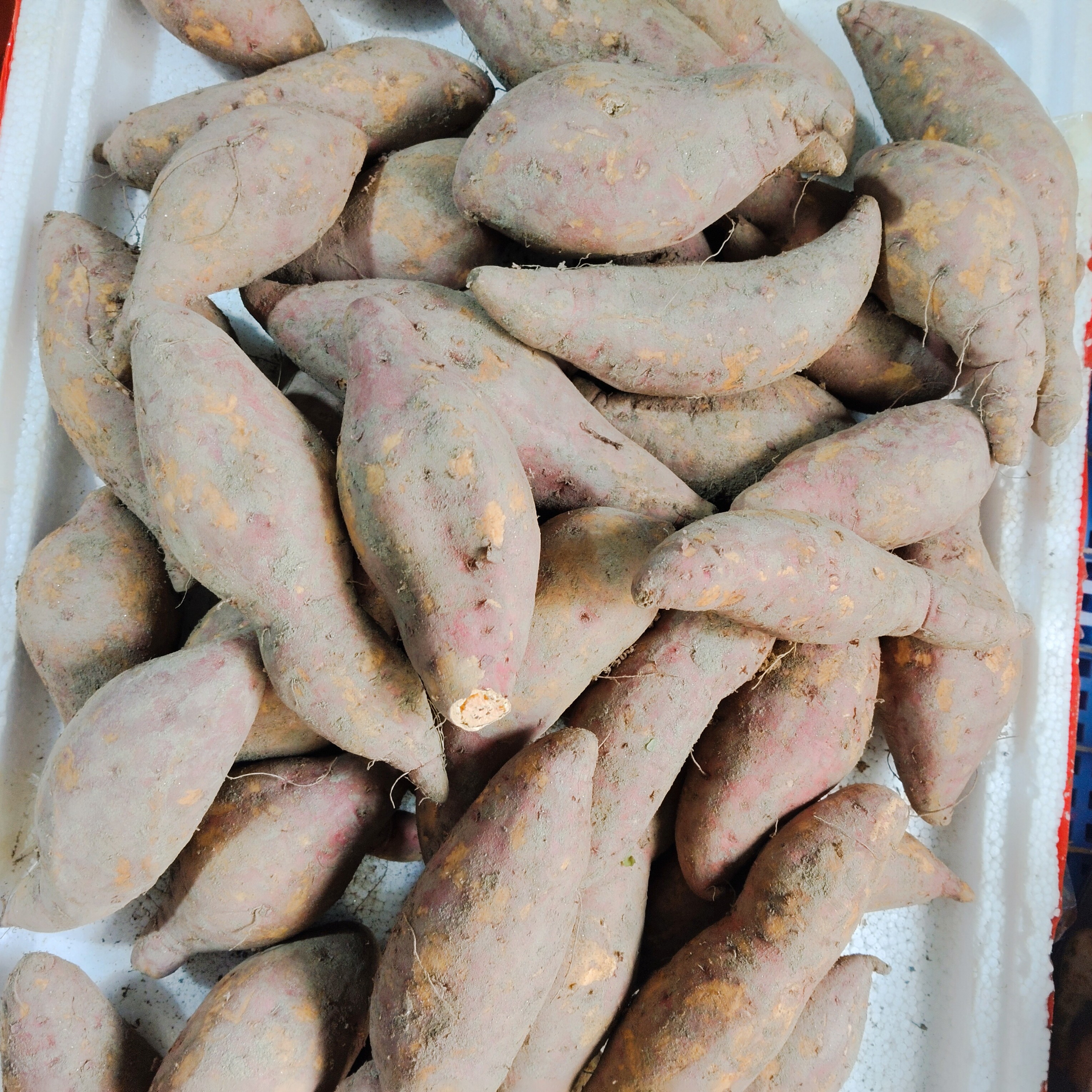 江西赣南农家自种黄心红薯