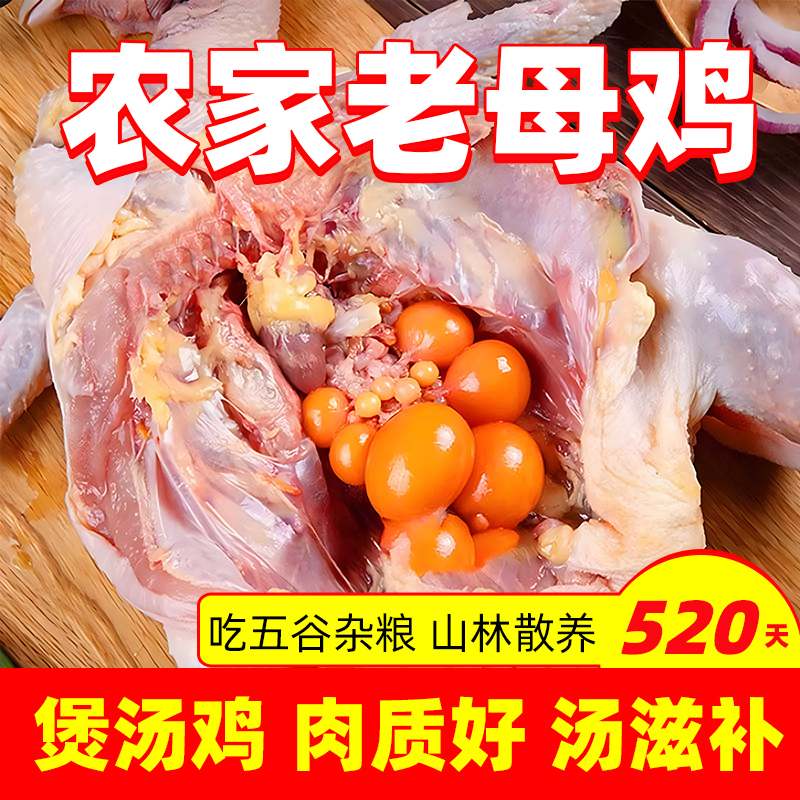 老农家散养老母鸡土鸡新鲜纯五谷喂养当天现杀孕妇月子煲汤L