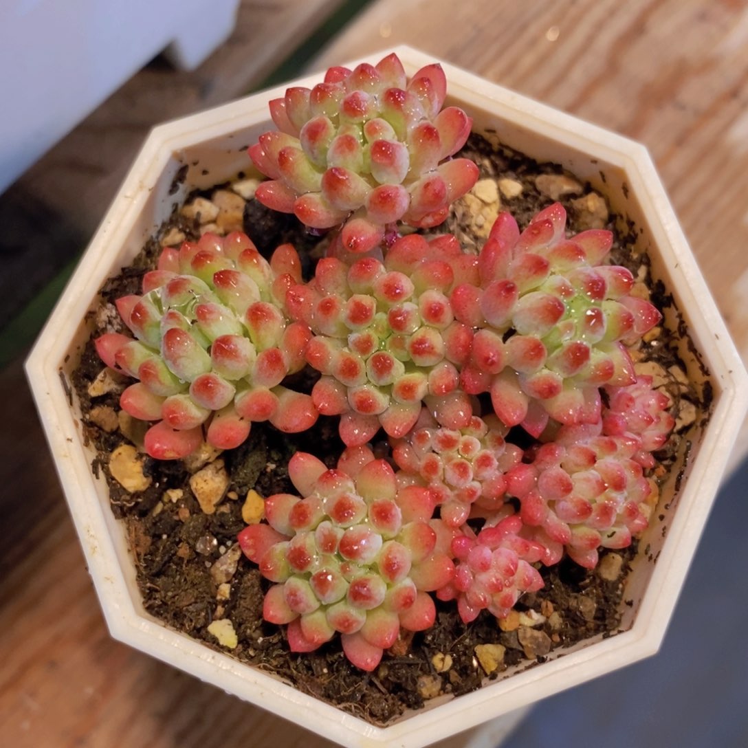 一物一拍多肉植物满38包邮多肉