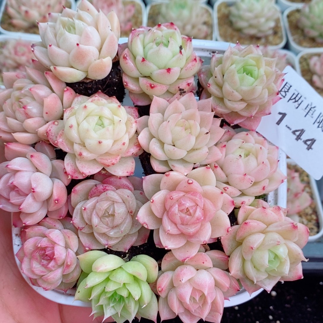 1-44 新疆西藏内蒙不发12.8包邮2-3公分多肉