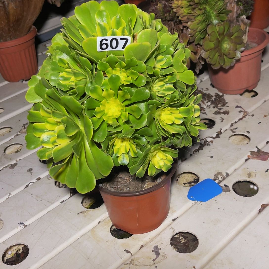 法师法师7//33包邮法师