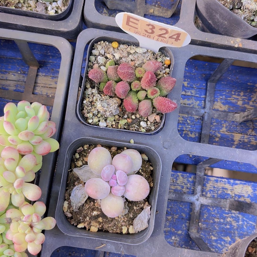 E324朱子语一物一拍