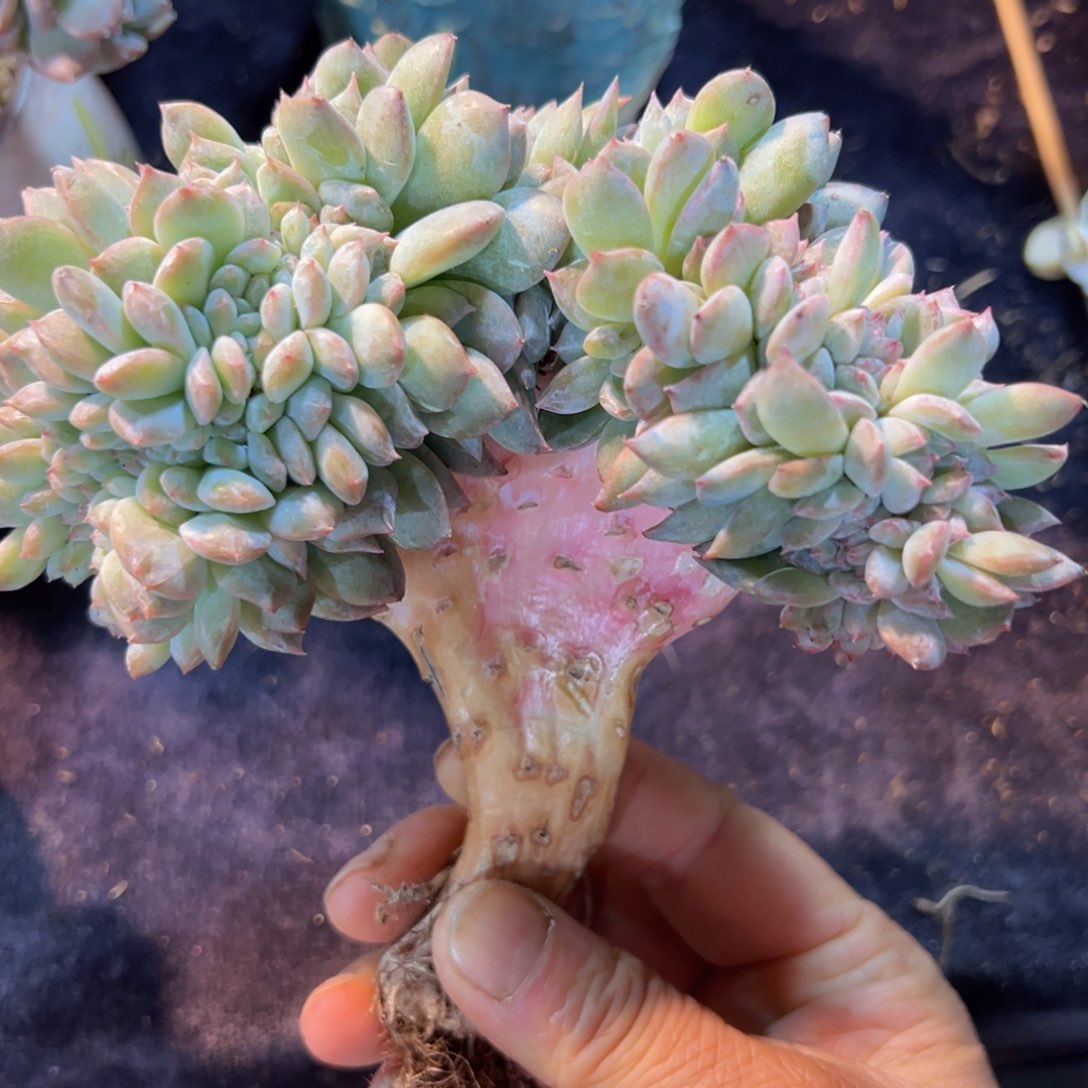 新年快乐啊宝宝们8888888222