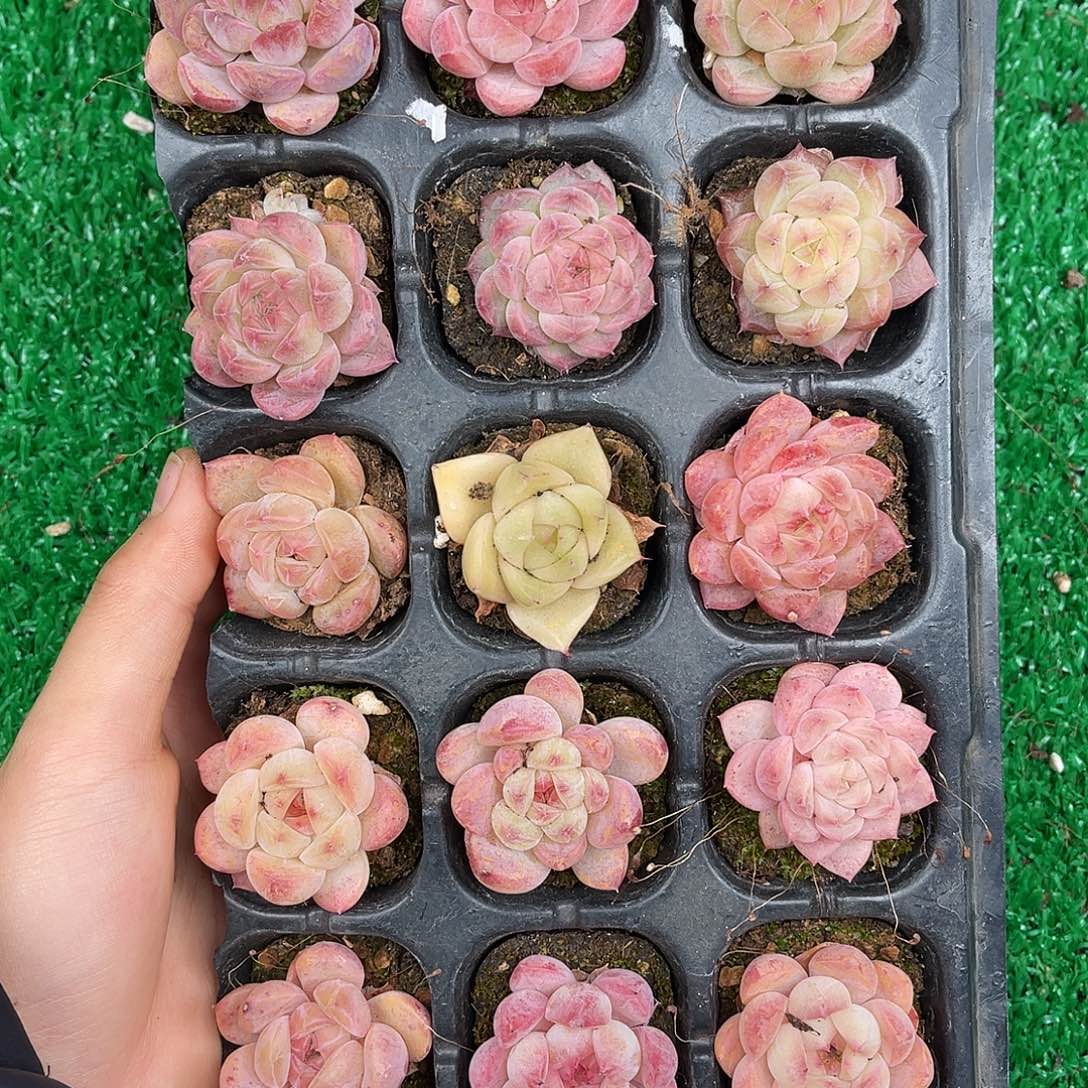 多肉一物一拍23-88