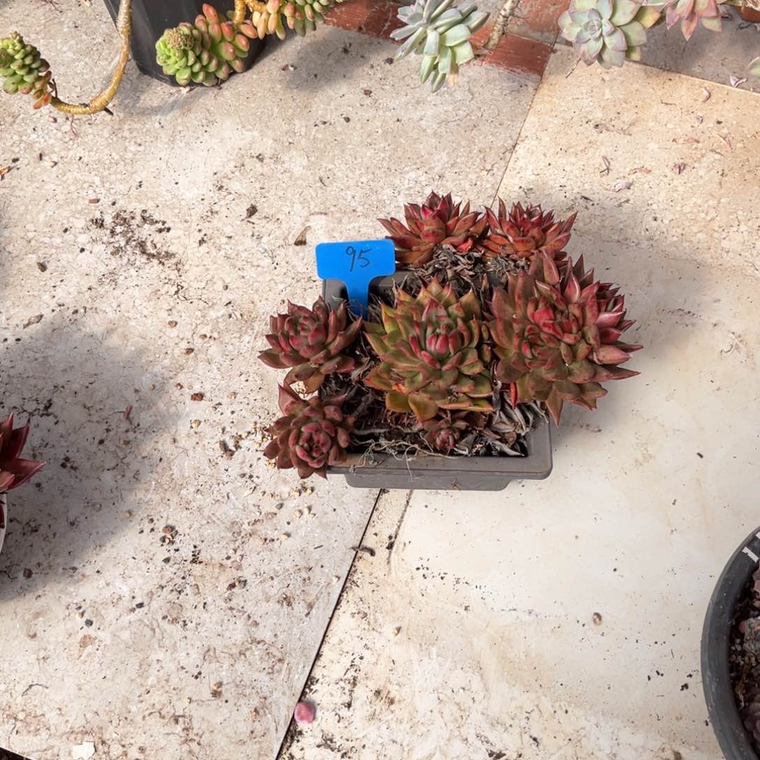 男****）0095弗兰克多肉