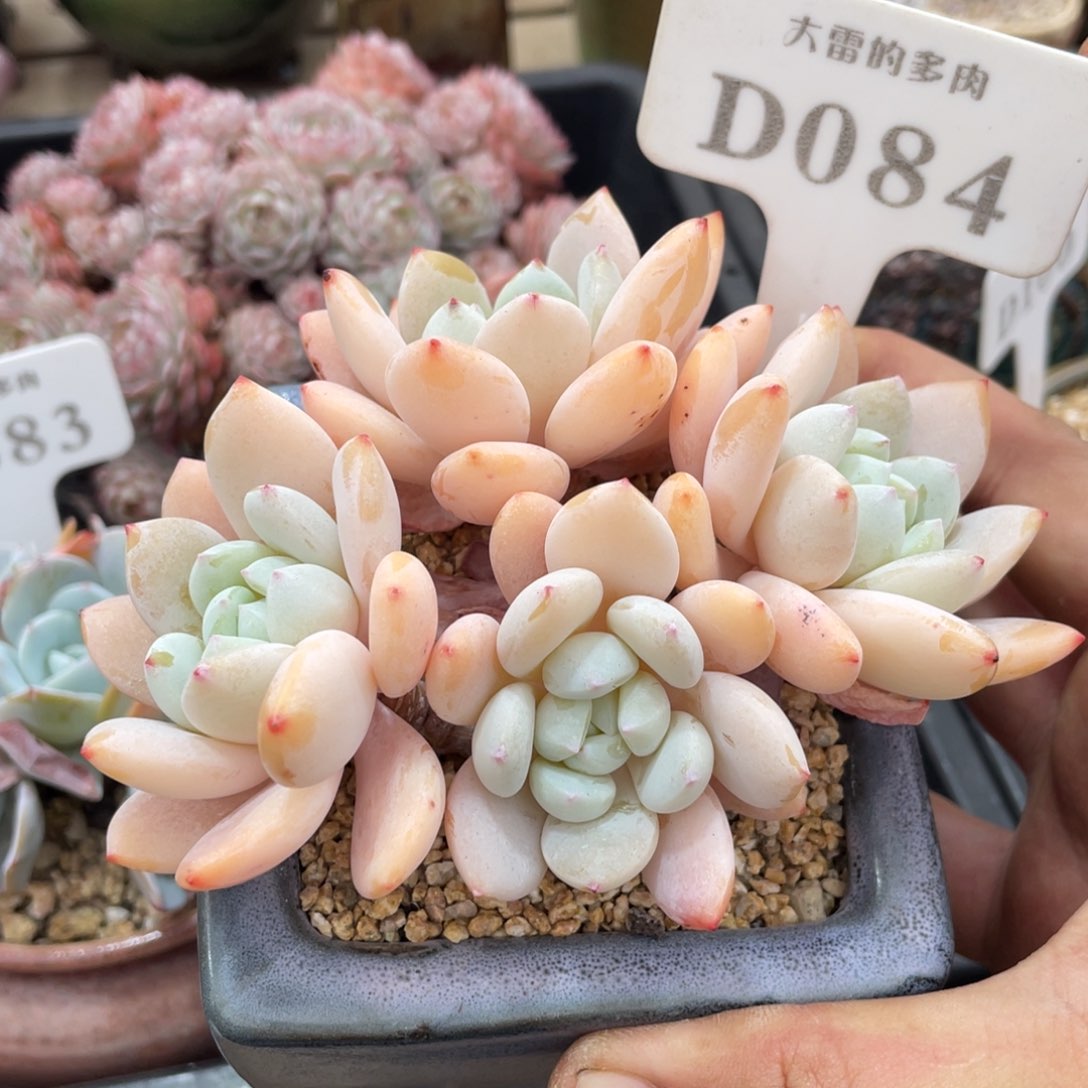 084冷香不带盆12厘米