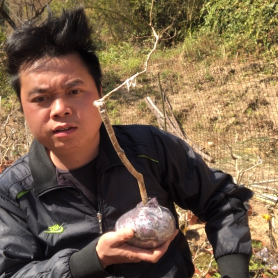 盆景素材盆栽绿植沉***扬