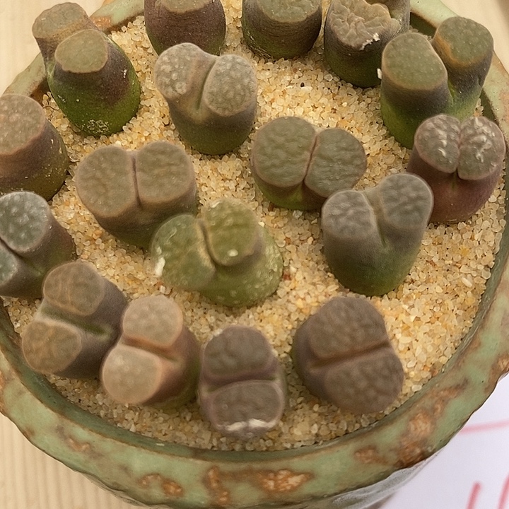 3196雪花磁铁风铃一组