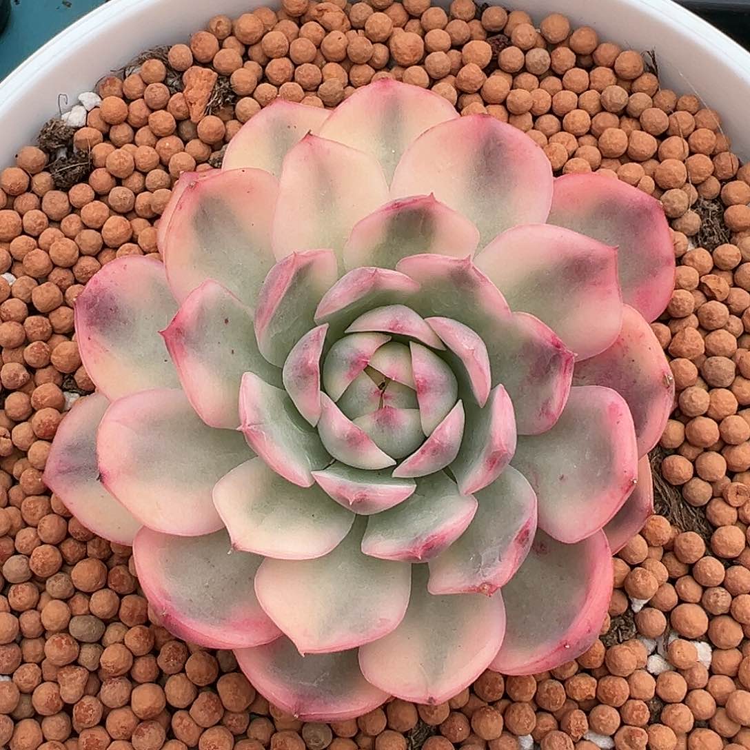 韩水晶锦，多肉植物