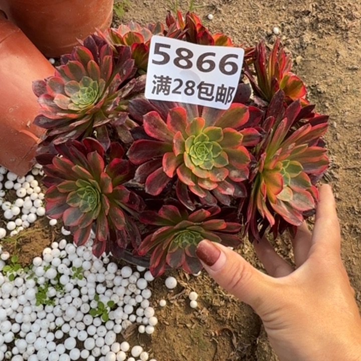 5866一号棚朝霞丛林A