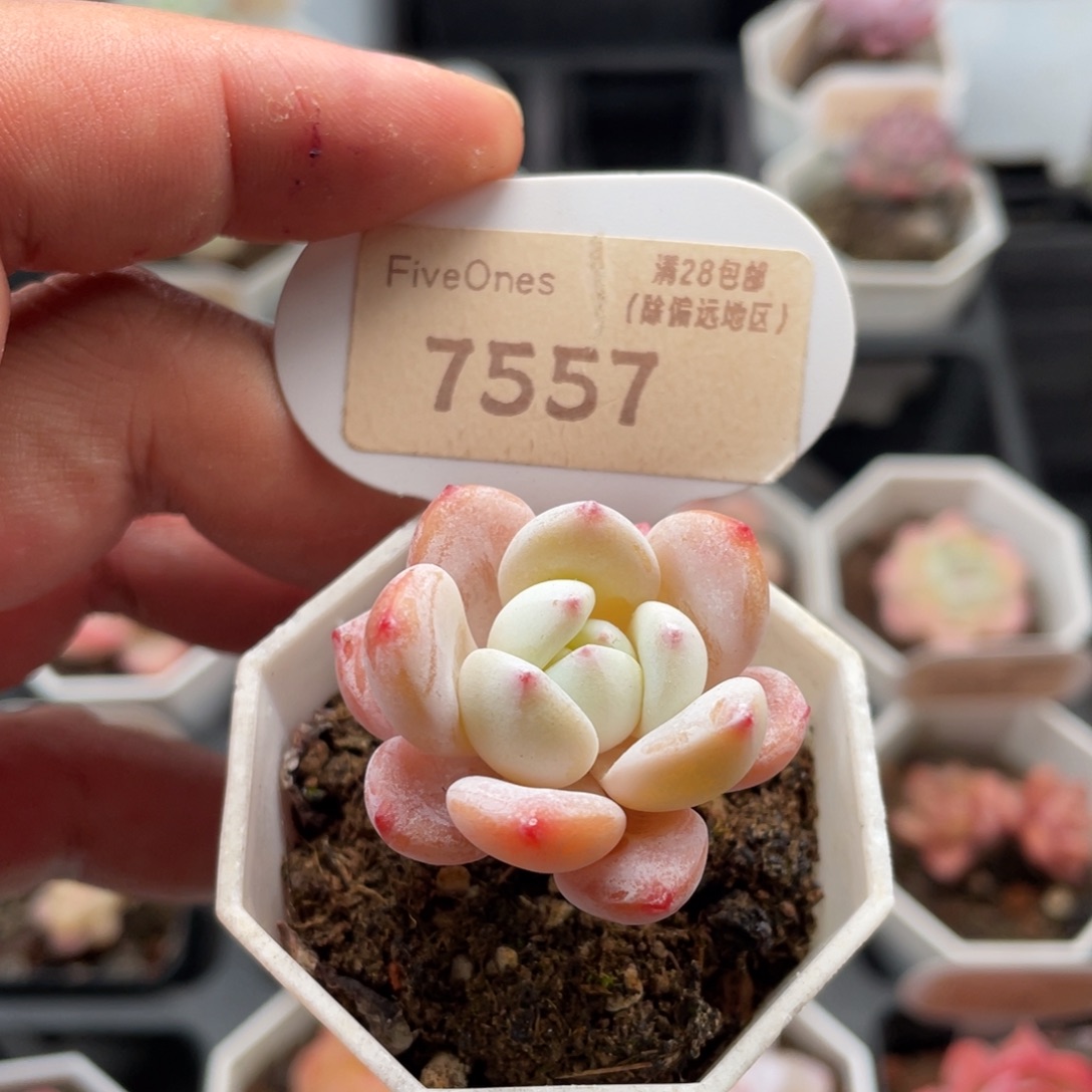 小****冷香7557-3.5厘米