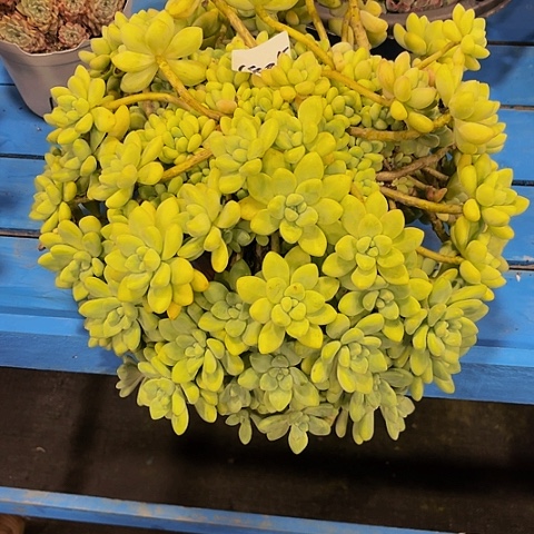 煥奶酪蛋糕1405群