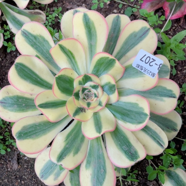 207王妃多肉12345678