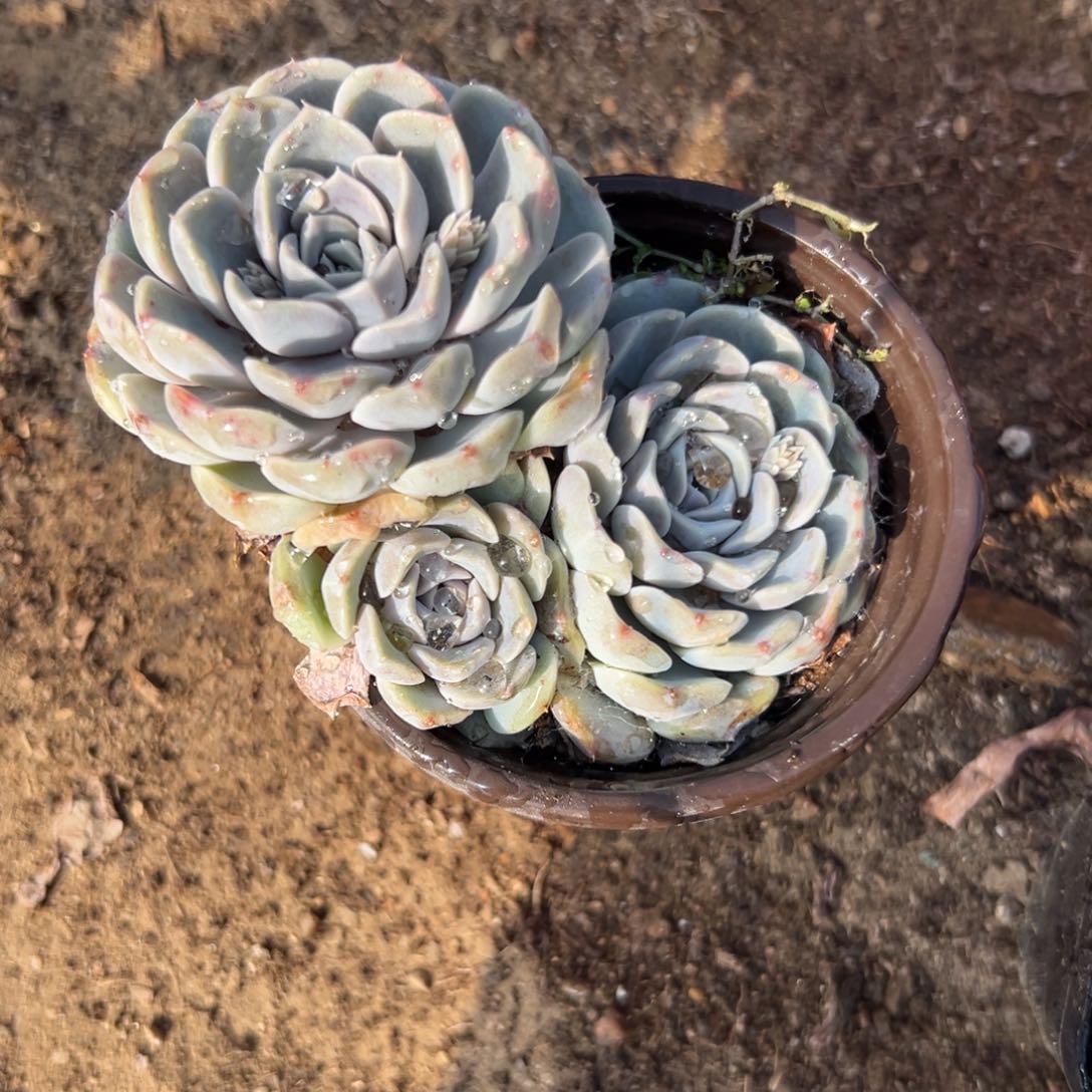 多肉植物多肉植物多肉植物
