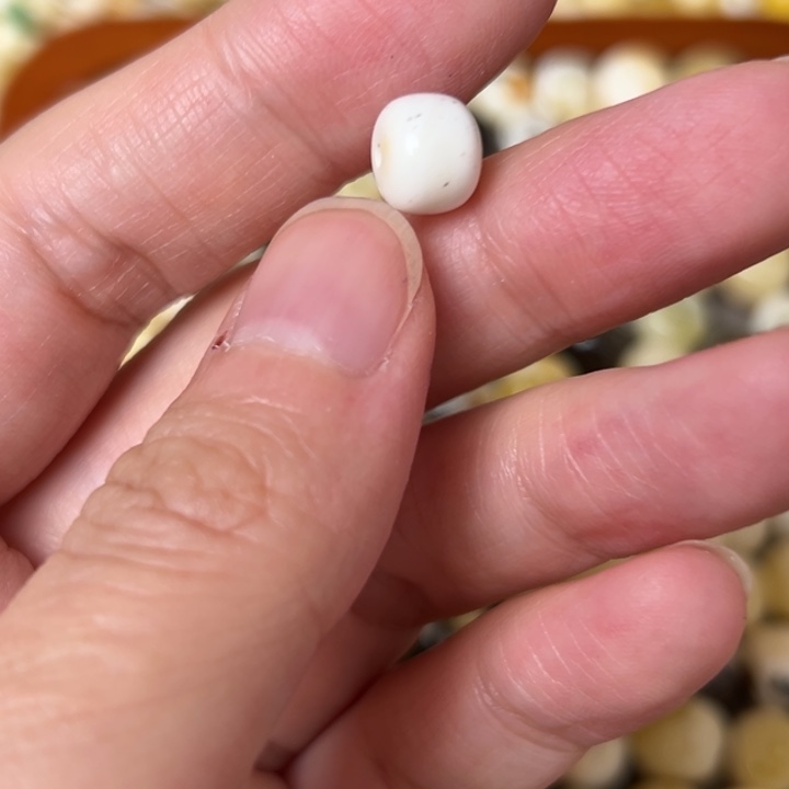 蜜蜡未镶嵌裸石8.3mm一个