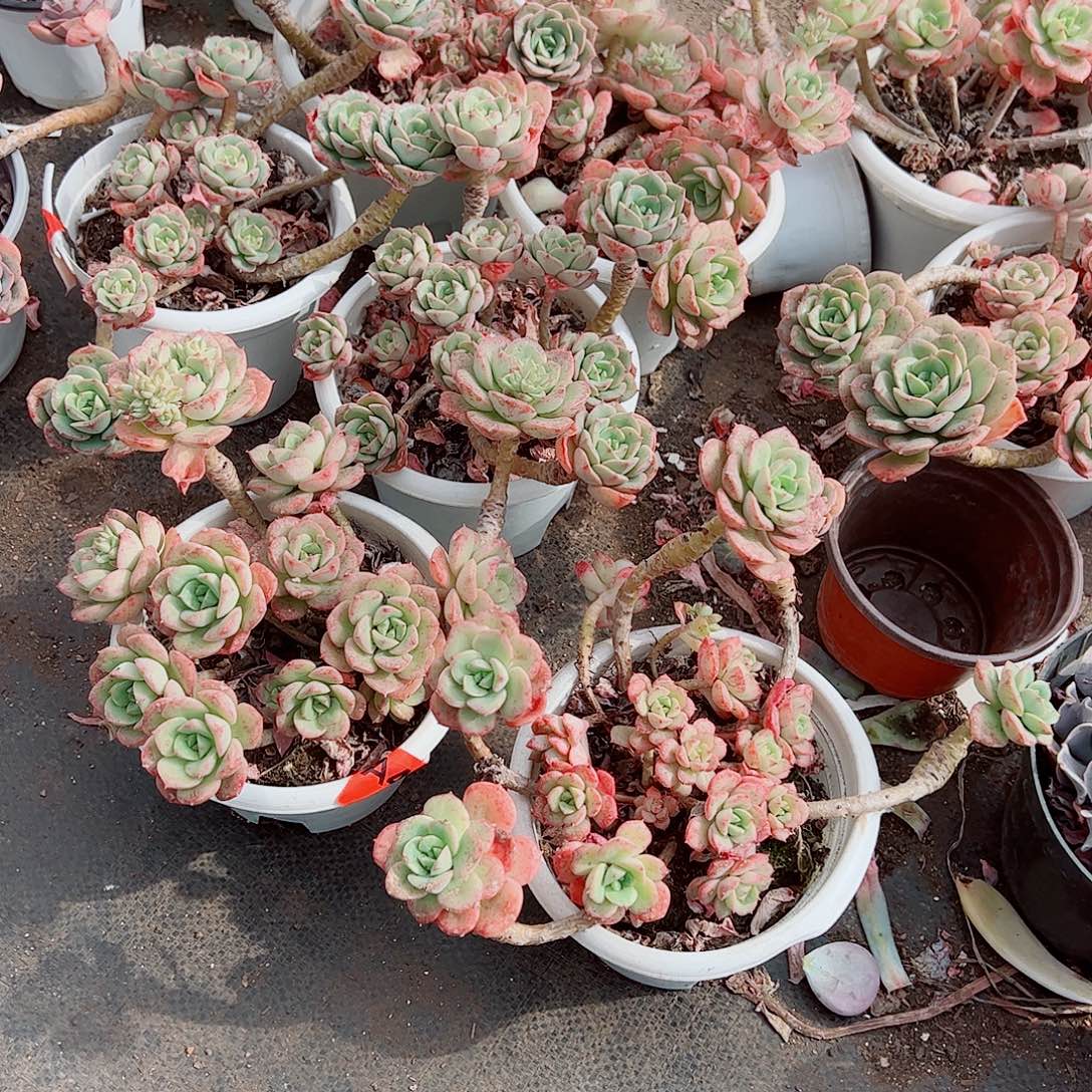 妮可沙拉玫瑰多头造型精品