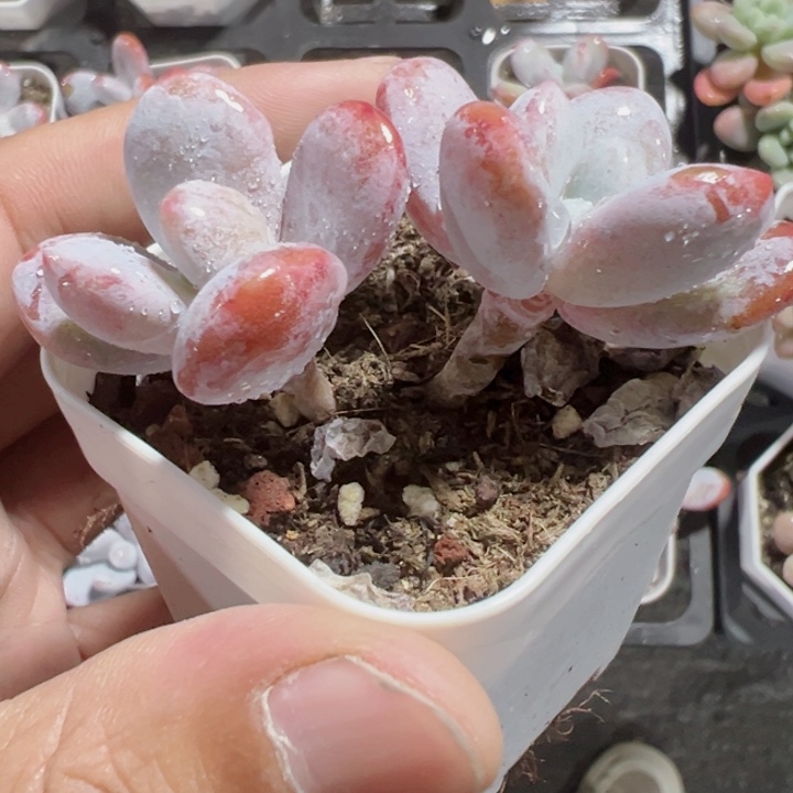 雪美人奶酪精品多肉植物