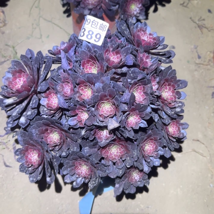 黑铜壶中班……多肉植物的