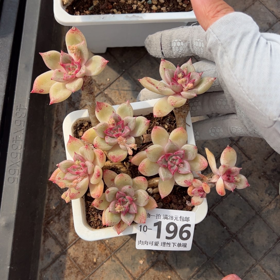 黄金璀璨多肉多肉多肉多肉