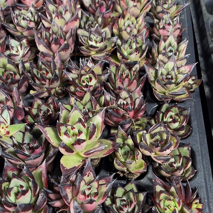 小乌木1元带土发货