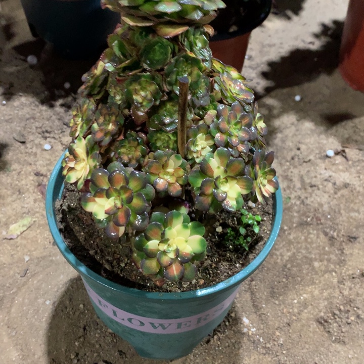 古***£134海王七彩多肉植物特价