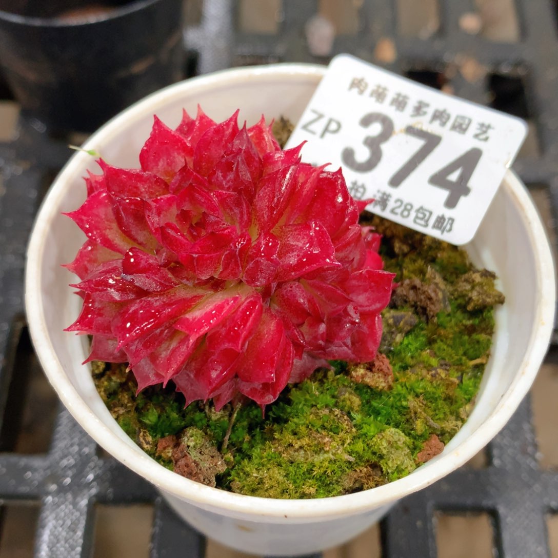 肉萌萌拇指盆精控多肉ZP374