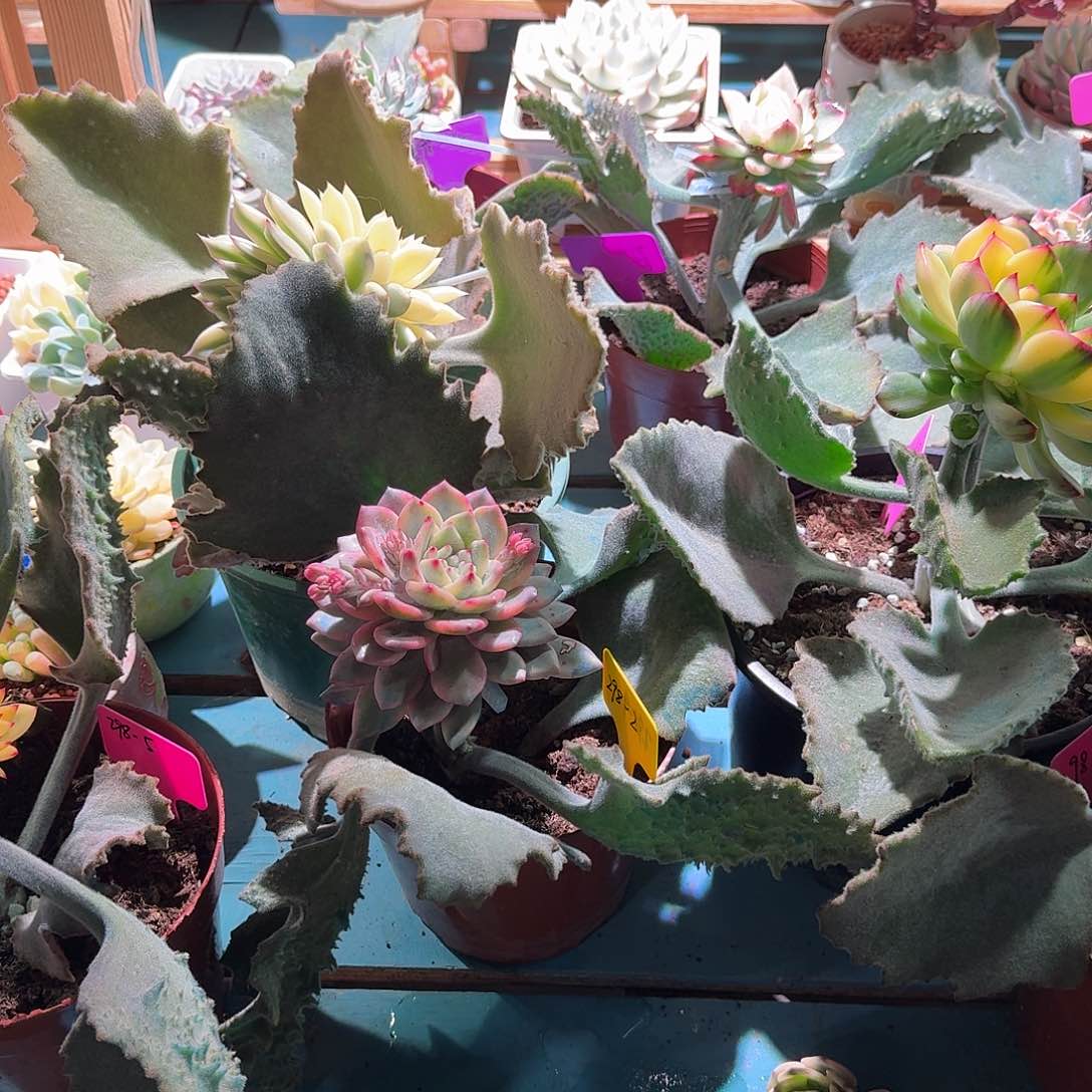 小*大转盘转一次，不退不换