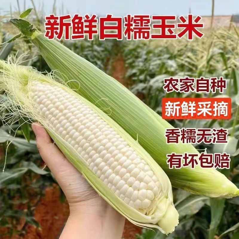 新鲜现摘现发白甜糯玉米当季苞谷5斤软糯香玉米棒子