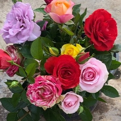 混色玫瑰2盆福利（一盆2-3色）带花苞花卉绿植物盆栽室内外庭院阳台