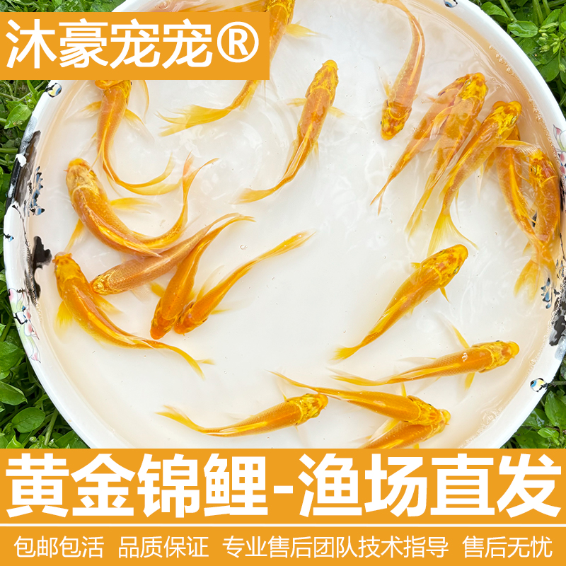 沐豪宠宠招财【运营推荐】黄金锦鲤冷水观赏鱼好养耐活淡水金鱼龙凤