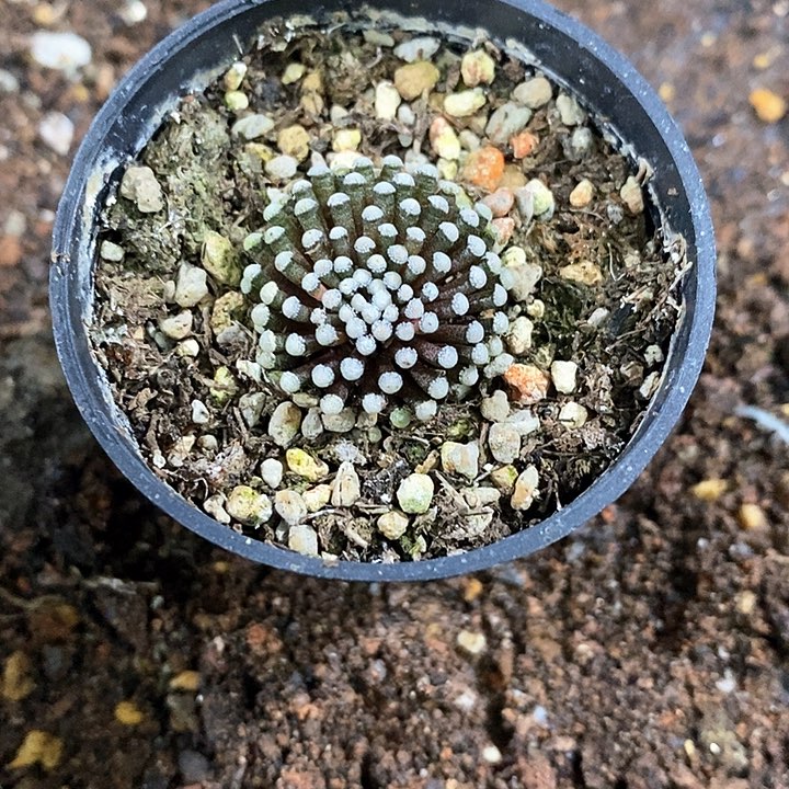 孤品自根小萝卜根松针牡丹2.3cm仙人球