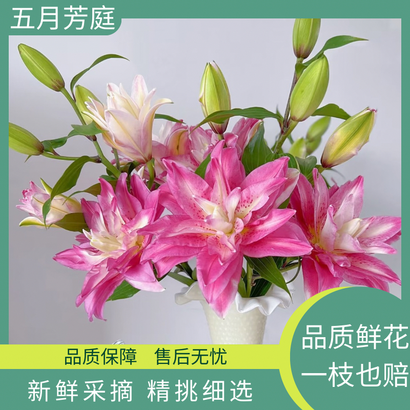 多头3支【宝莲灯】多头重瓣百合-温柔浪漫宝莲灯鲜花百合