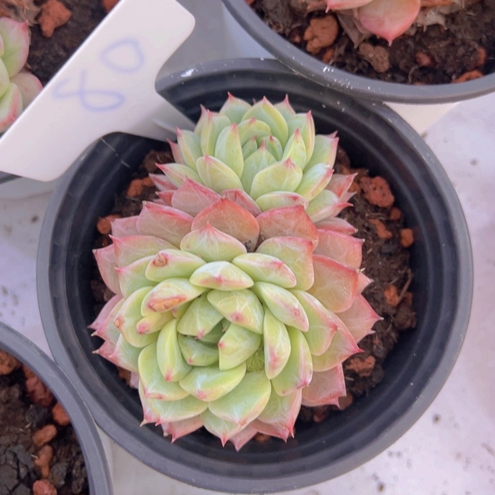 健健康康平平安安