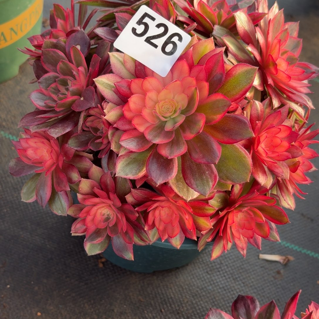 526黑膜锦多肉植物福利