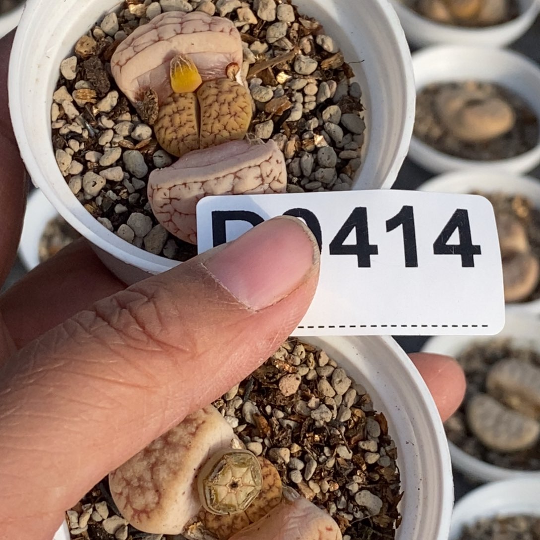 顺***水0414 两颗荒玉带盆土