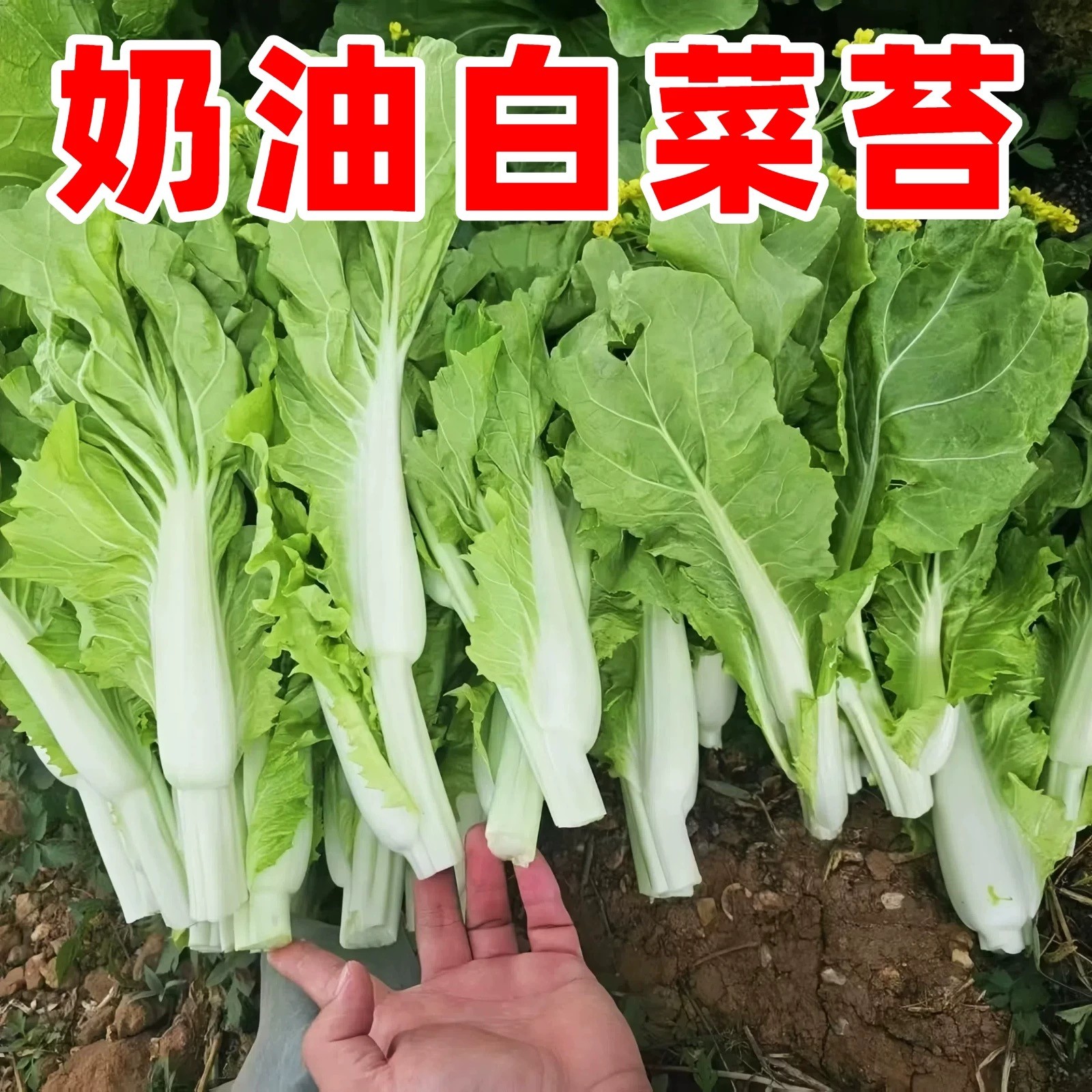 贵州新鲜（奶油）白菜苔绿色应季蔬菜现摘现发正宗农家菜（顺丰包邮）