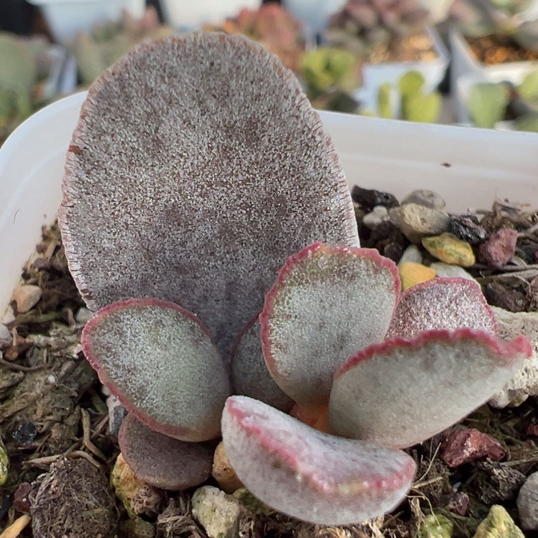 厚粉红边实生新品大苗