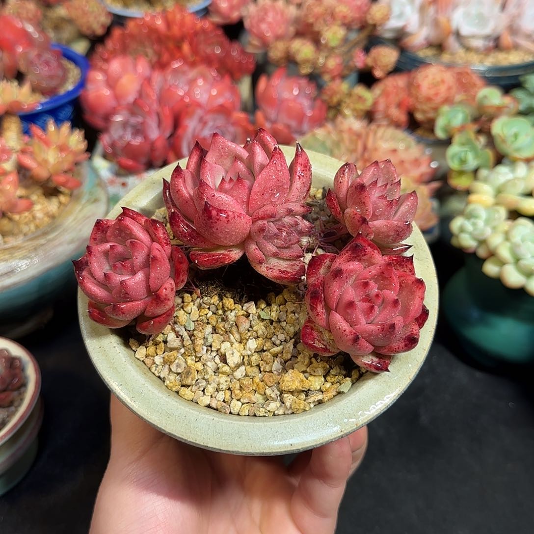 皮蛋11cm左右带盆土