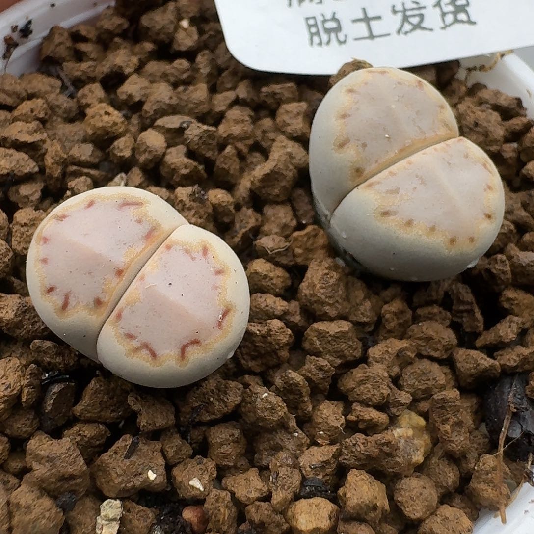 640多肉哈哈哈哈哈