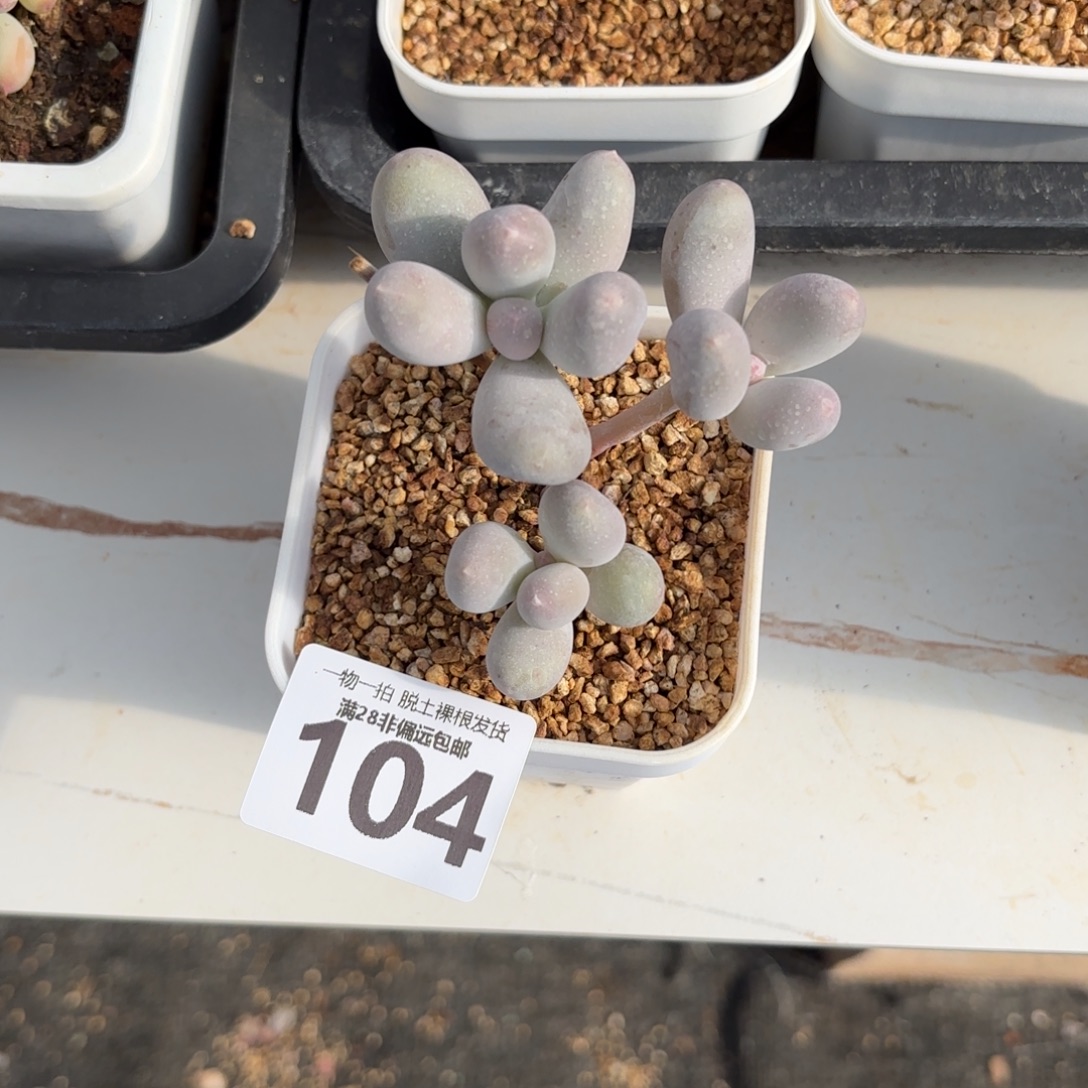 C***s米可奶老桩无盆土发货