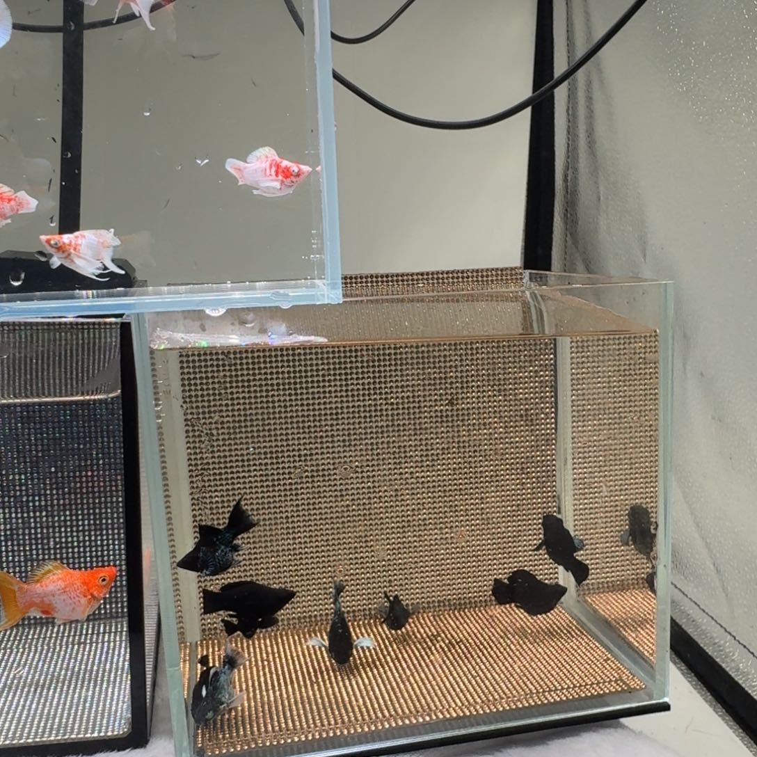 黑玛丽鱼电镀 特价