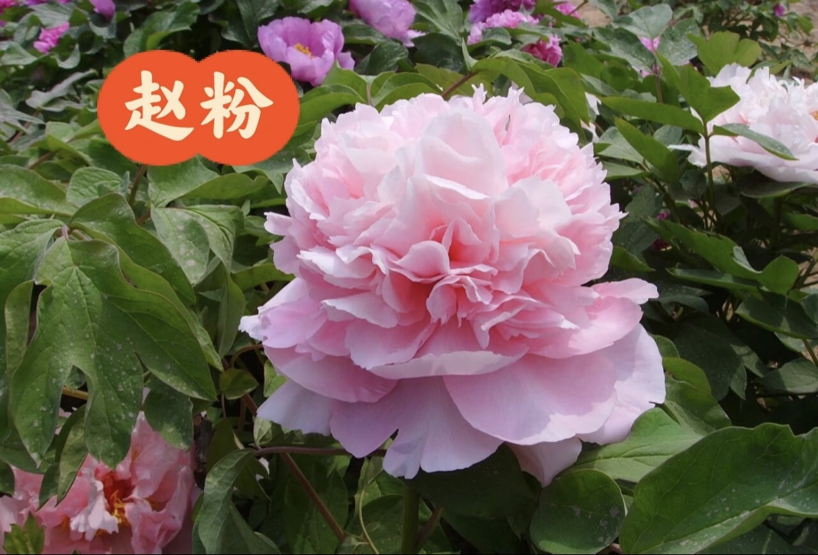 高端牡丹【赵粉】四大名品 粉妆玉琢 产地挖苗直发